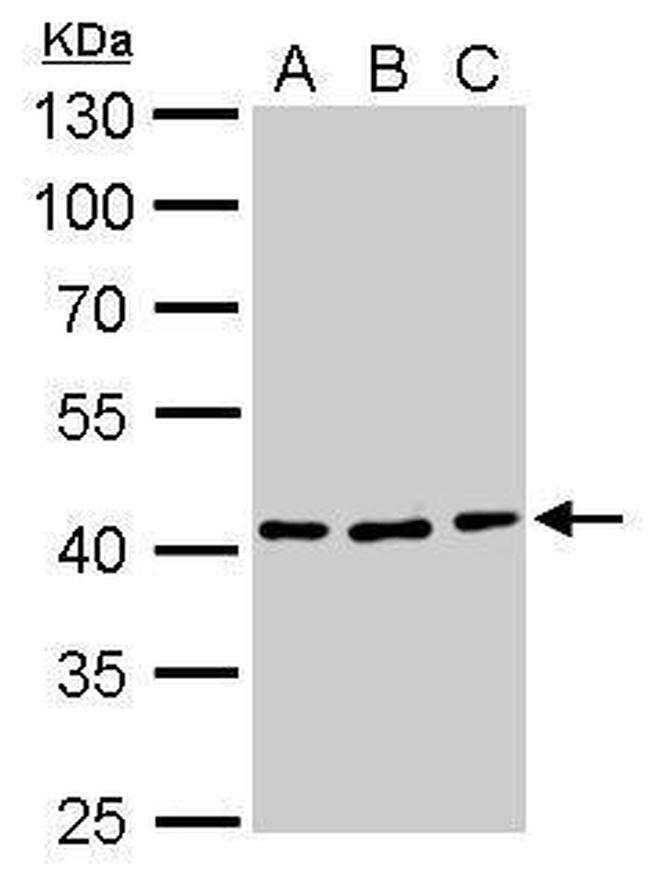 ATG3 Antibody in Western Blot (WB)