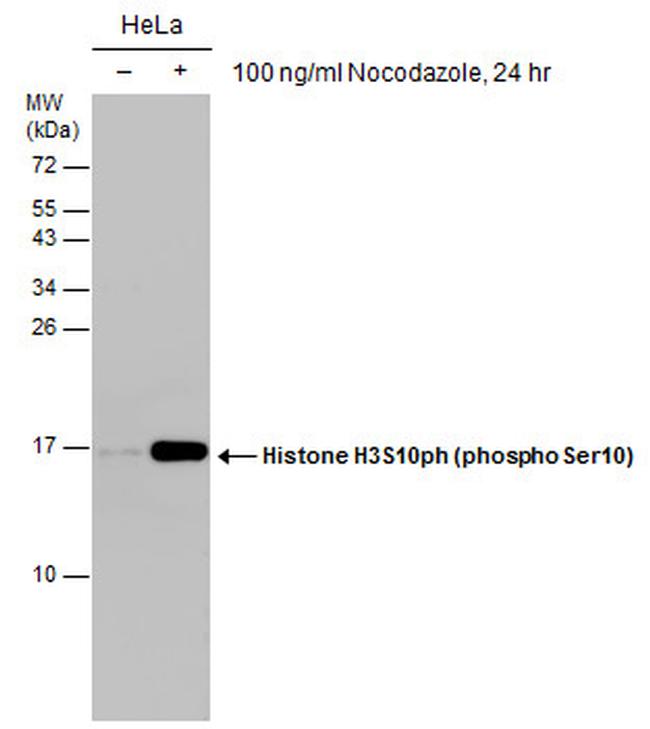 Phospho-Histone H3 (Ser10) Antibody in Western Blot (WB)