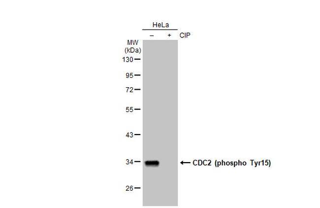 Phospho-CDK1 (Tyr15) Antibody in Western Blot (WB)