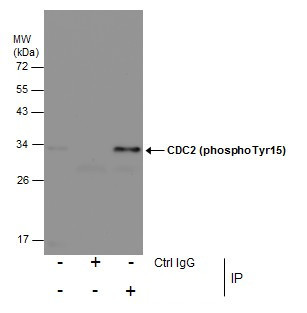 Phospho-CDK1 (Tyr15) Antibody in Immunoprecipitation (IP)