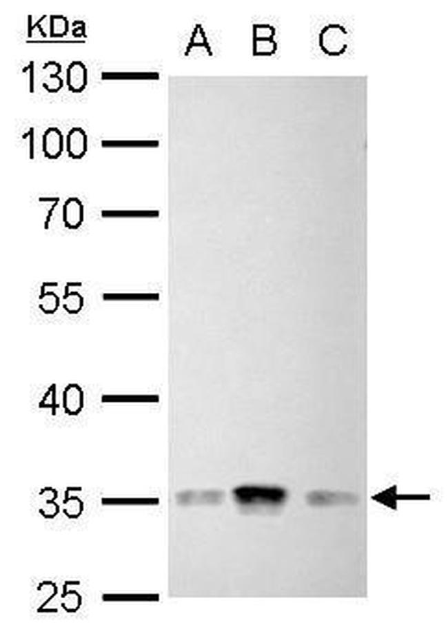 Phospho-CDK1 (Tyr15) Antibody in Western Blot (WB)