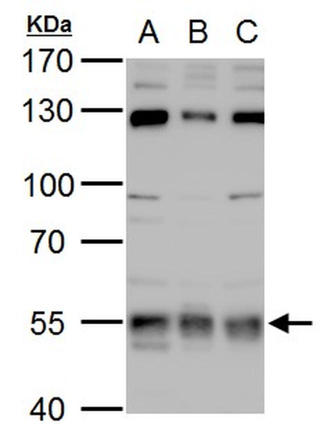 USP3 Antibody in Western Blot (WB)