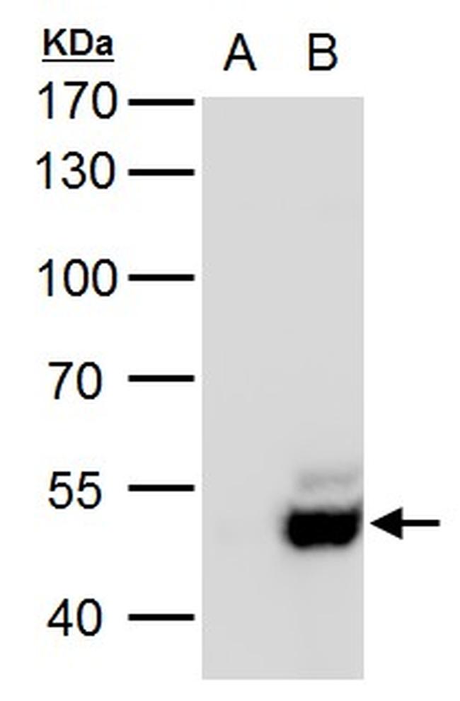 USP3 Antibody in Western Blot (WB)