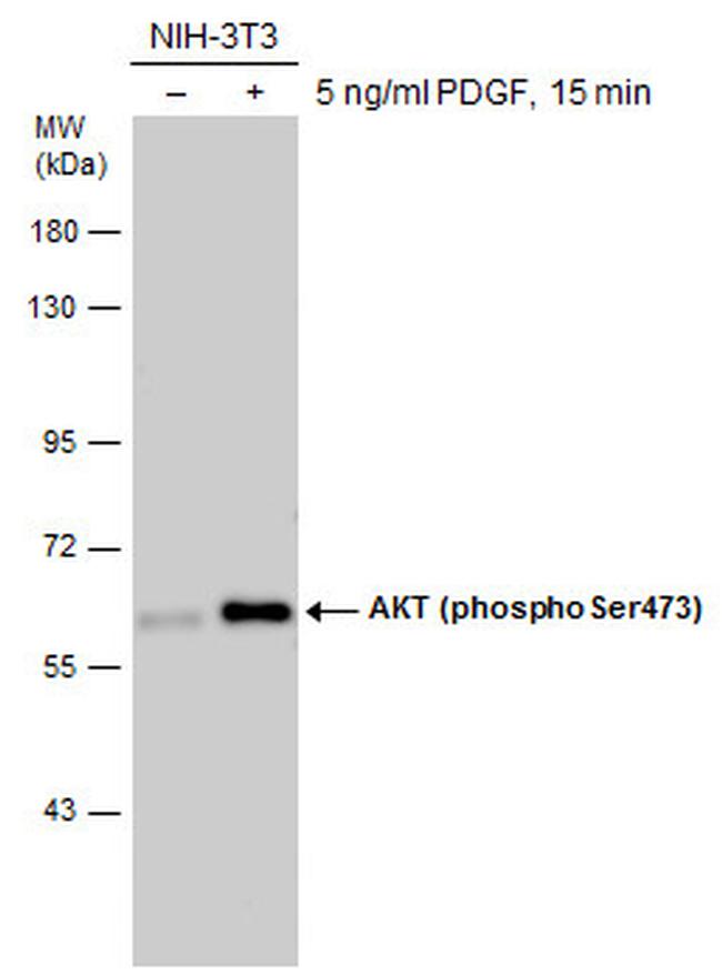 Phospho-AKT1 (Ser473) Antibody in Western Blot (WB)