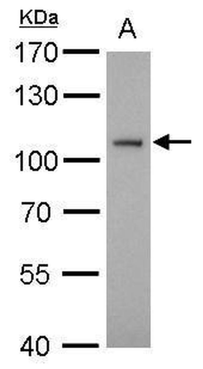 ATG9A Antibody in Western Blot (WB)