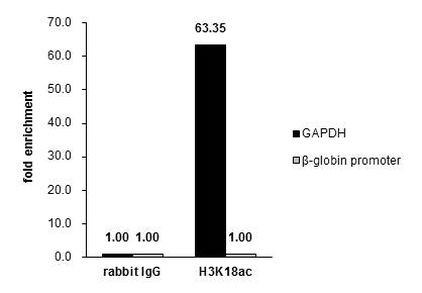 H3K18ac Antibody in ChIP Assay (ChIP)