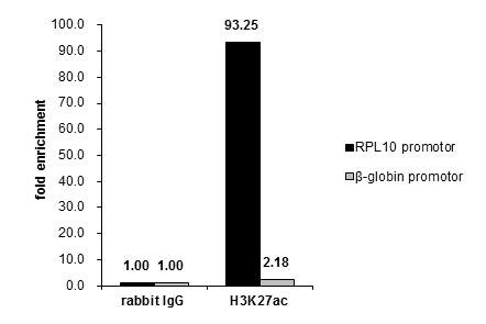 H3K27ac Antibody in ChIP Assay (ChIP)