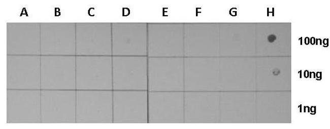 H3K27ac Antibody in Dot Blot (DB)