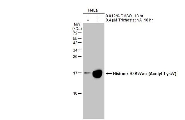 H3K27ac Antibody in Western Blot (WB)