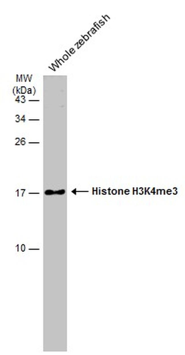 H3K4me3 Antibody in Western Blot (WB)