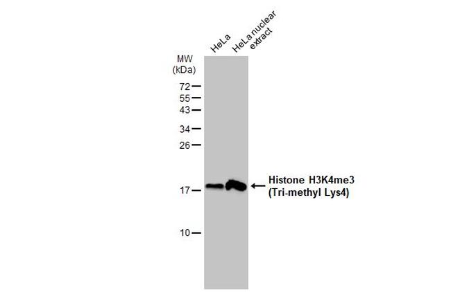 H3K4me3 Antibody in Western Blot (WB)