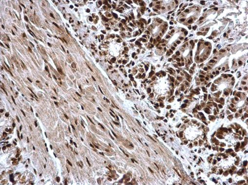 H3K4me3 Antibody in Immunohistochemistry (Paraffin) (IHC (P))