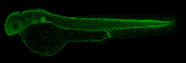 H3K4me3 Antibody in Immunohistochemistry (Paraffin) (IHC (P))