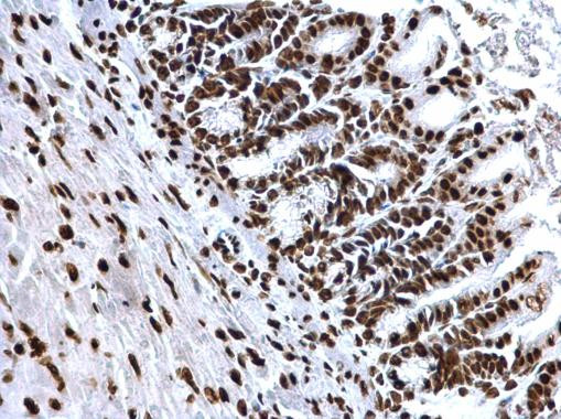 H4K8ac Antibody in Immunohistochemistry (Paraffin) (IHC (P))