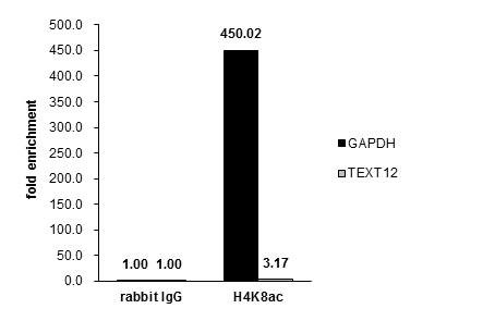 H4K8ac Antibody in ChIP Assay (ChIP)