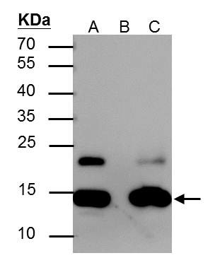 H2AK5ac Antibody in Immunoprecipitation (IP)