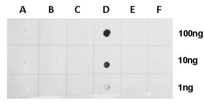 H2BK20ac Antibody in Dot Blot (DB)