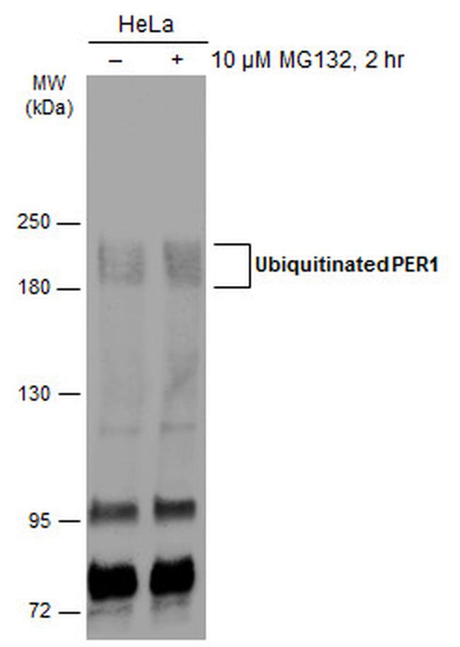 PER1 Antibody in Western Blot (WB)