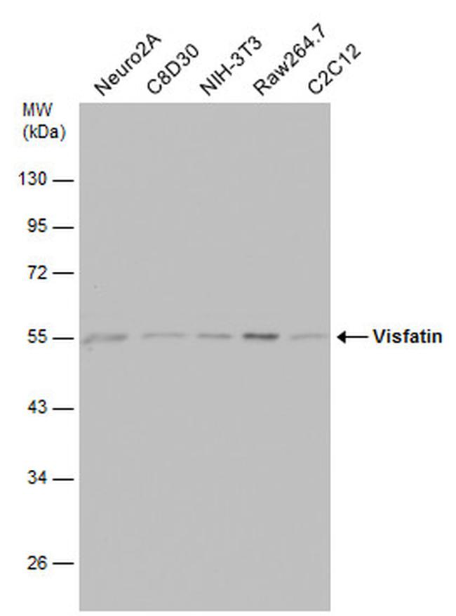 NAMPT Antibody in Western Blot (WB)