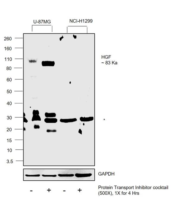 HGF Antibody in Western Blot (WB)