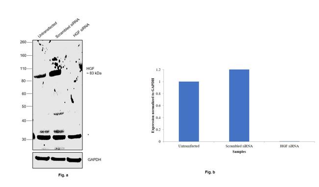 HGF Antibody in Western Blot (WB)