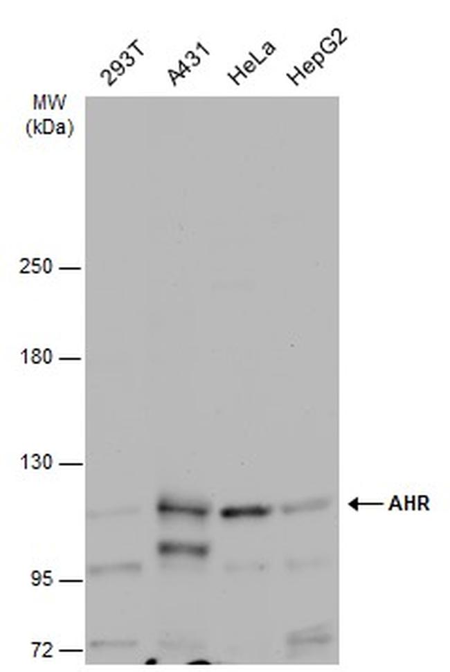 AHR Antibody in Western Blot (WB)