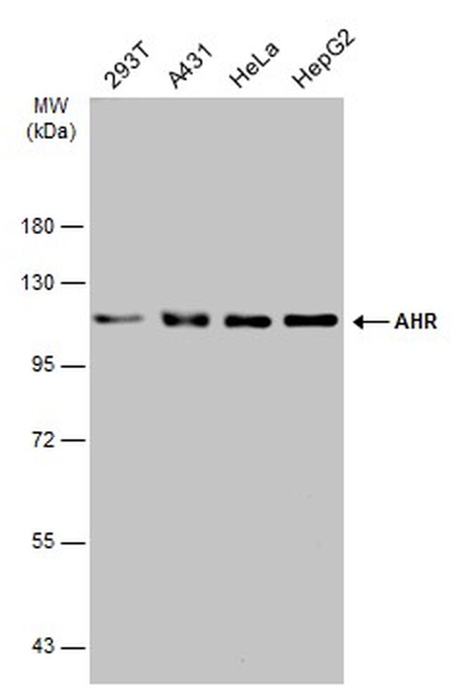 AHR Antibody in Western Blot (WB)