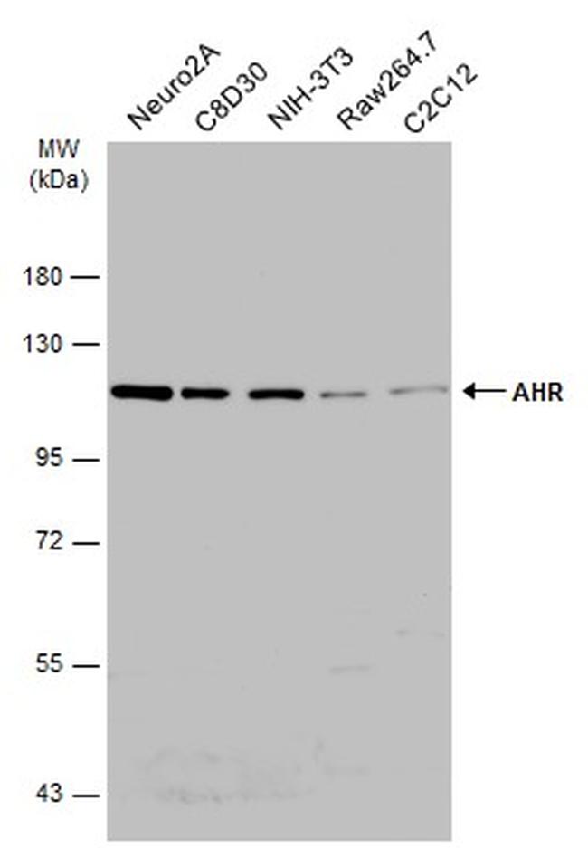 AHR Antibody in Western Blot (WB)
