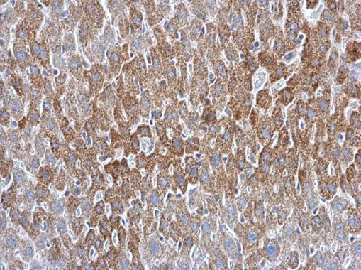 ATG16L1 Antibody in Immunohistochemistry (Paraffin) (IHC (P))