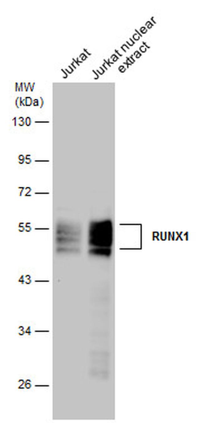 RUNX1 Antibody in Western Blot (WB)