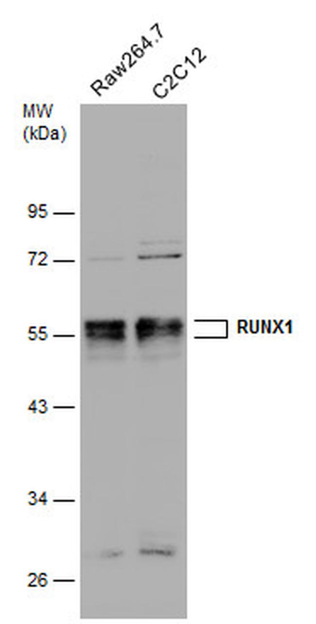 RUNX1 Antibody in Western Blot (WB)