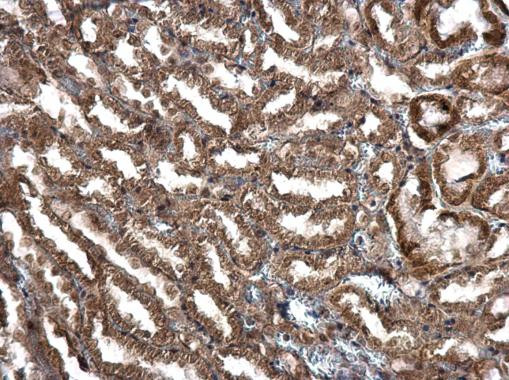 IGF2 Antibody in Immunohistochemistry (Paraffin) (IHC (P))