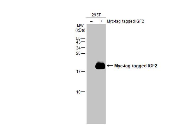 IGF2 Antibody in Western Blot (WB)