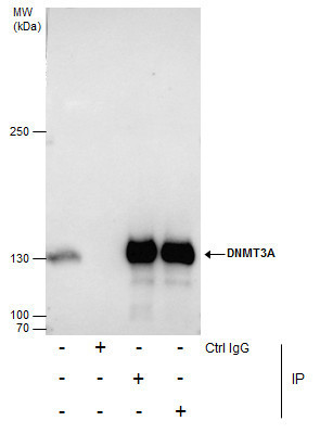 DNMT3A Antibody in Immunoprecipitation (IP)