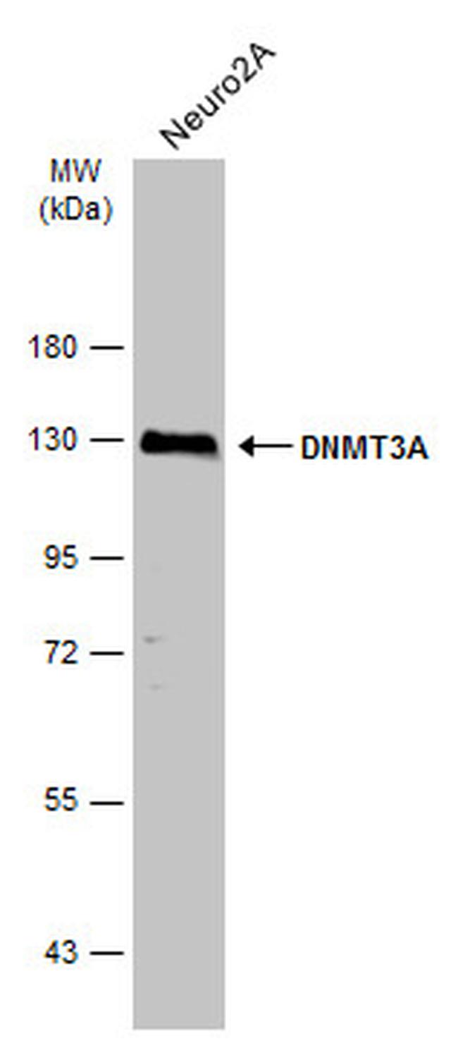 DNMT3A Antibody in Western Blot (WB)