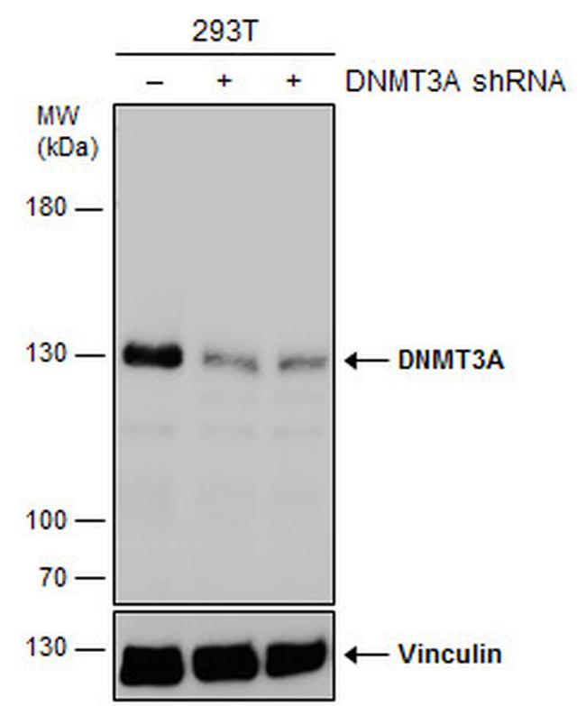 DNMT3A Antibody in Western Blot (WB)