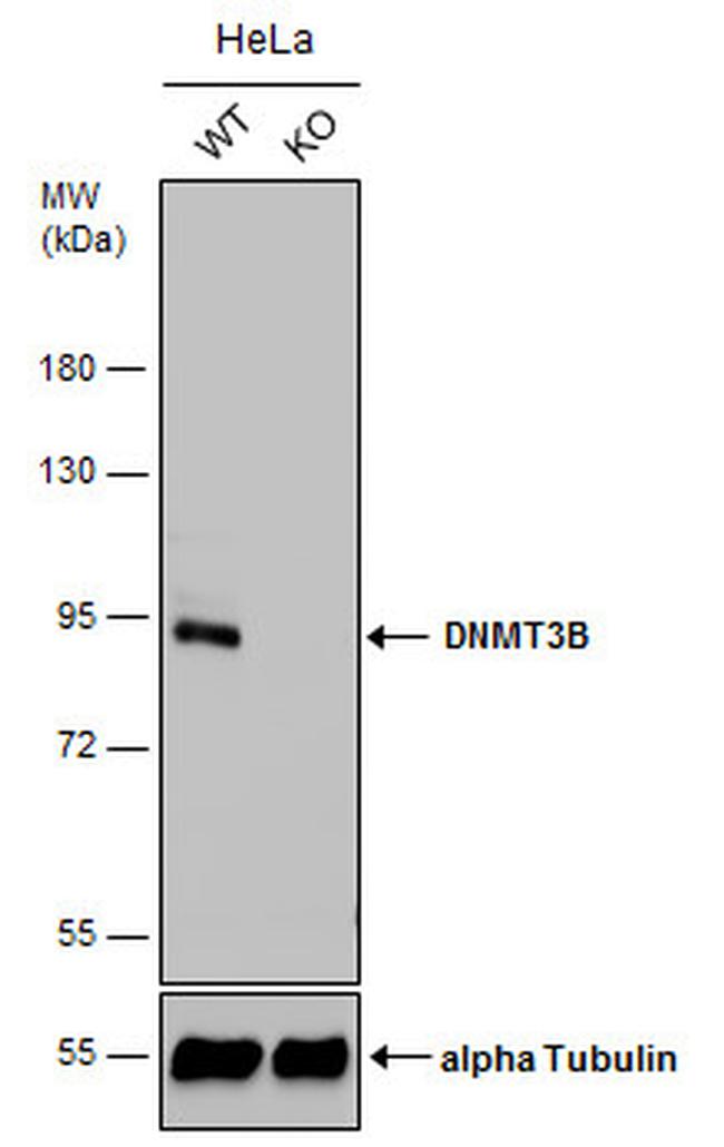 DNMT3B Antibody in Western Blot (WB)