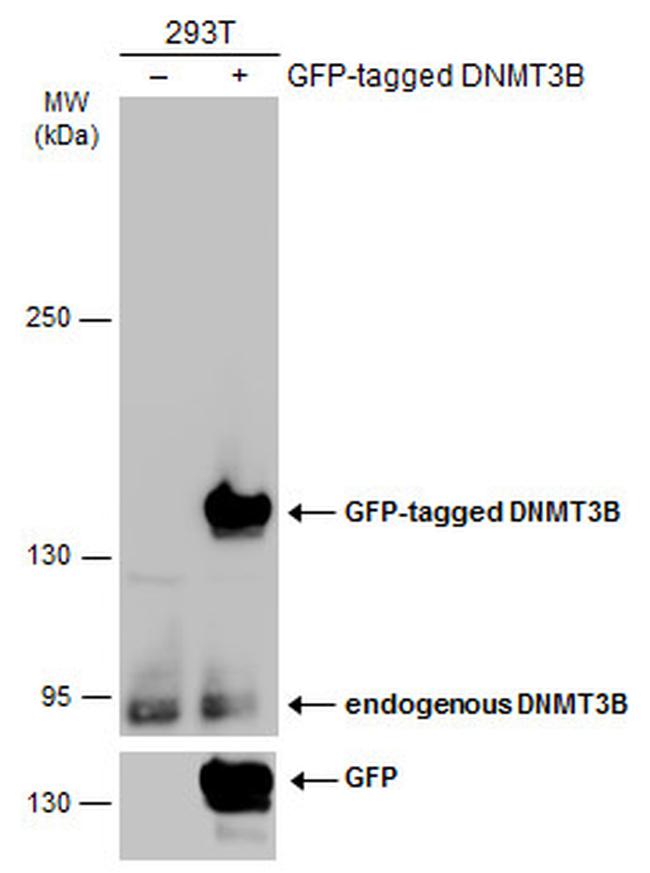 DNMT3B Antibody in Western Blot (WB)