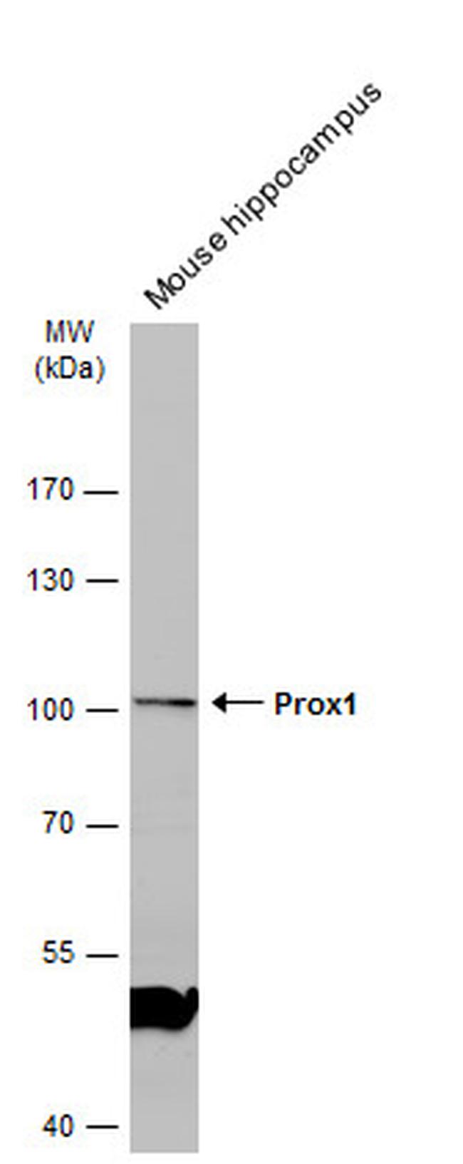 PROX1 Antibody in Western Blot (WB)