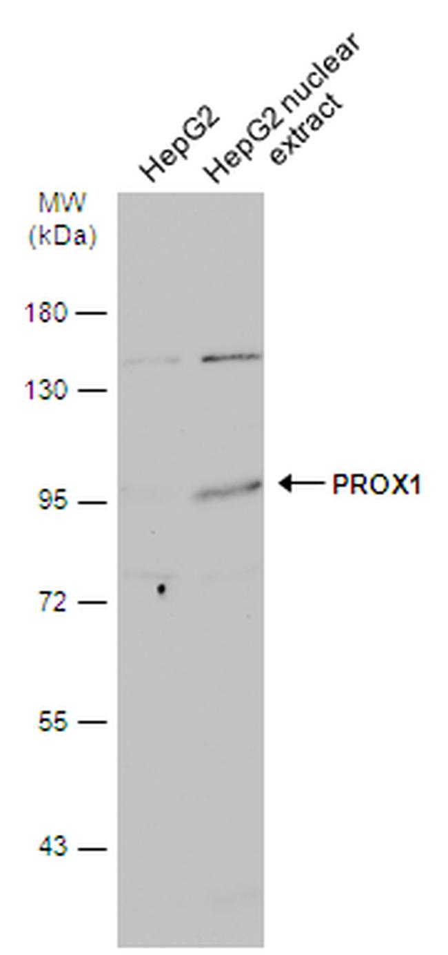 PROX1 Antibody in Western Blot (WB)