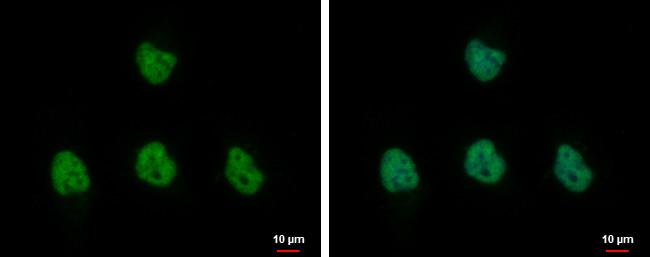 SIN3A Antibody in Immunocytochemistry (ICC/IF)