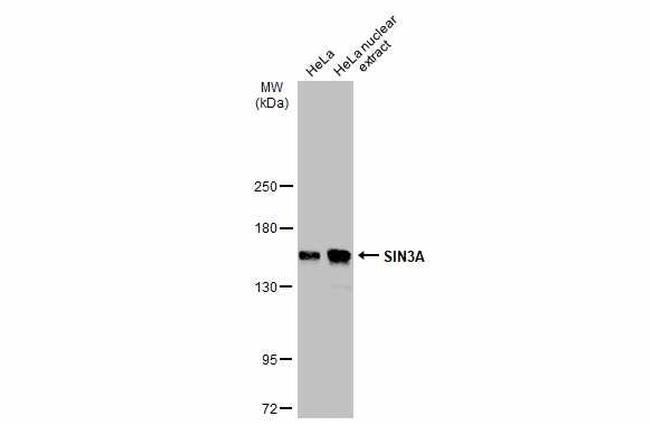 SIN3A Antibody in Western Blot (WB)