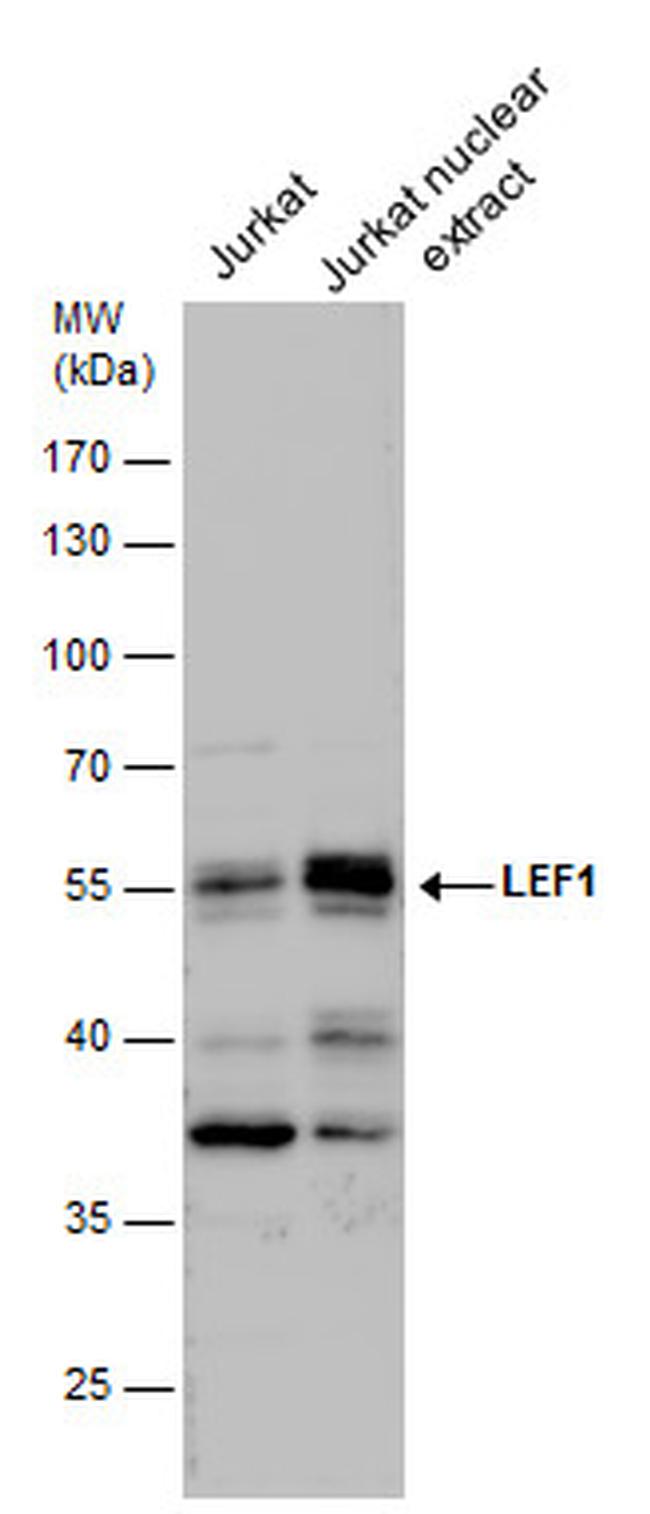 LEF1 Antibody in Western Blot (WB)