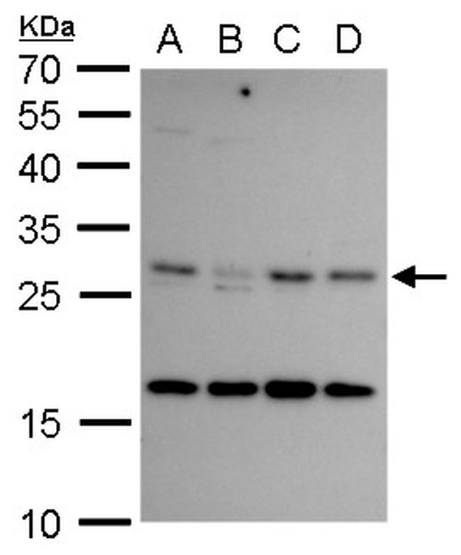 CITED2 Antibody in Western Blot (WB)