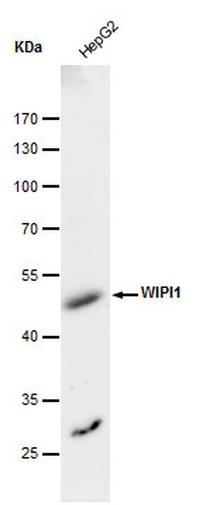 WIPI1 Antibody in Western Blot (WB)