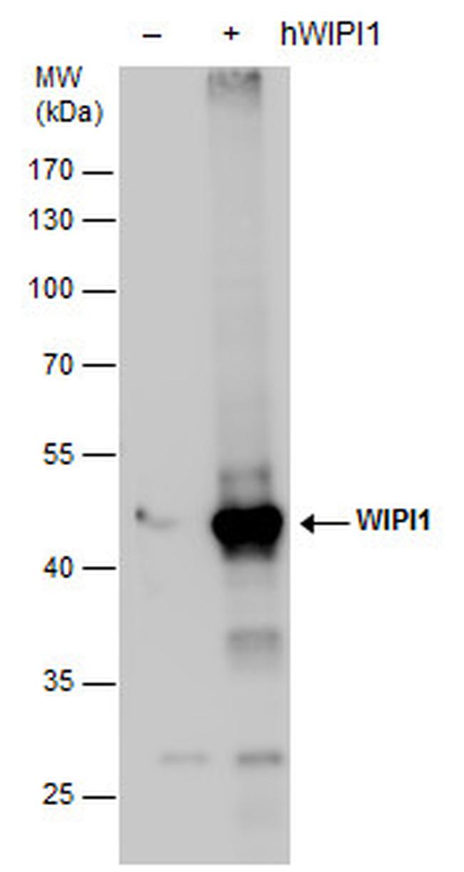 WIPI1 Antibody in Western Blot (WB)