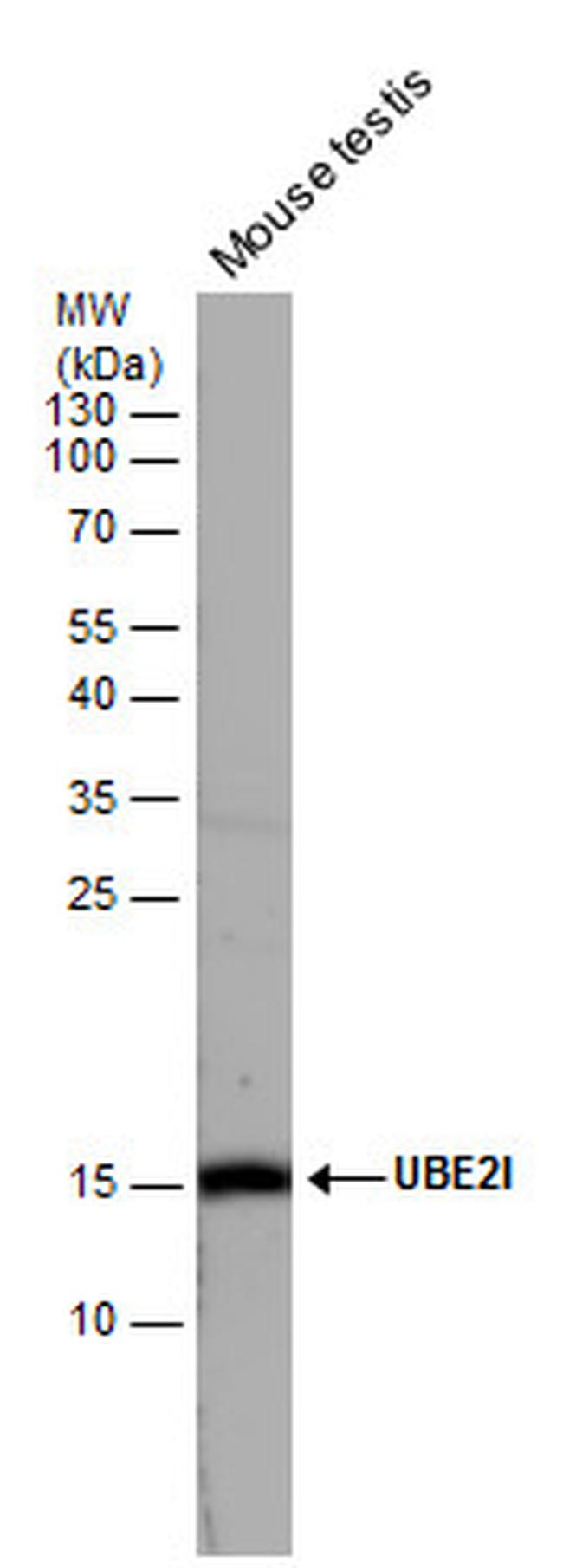 UBC9 Antibody in Western Blot (WB)