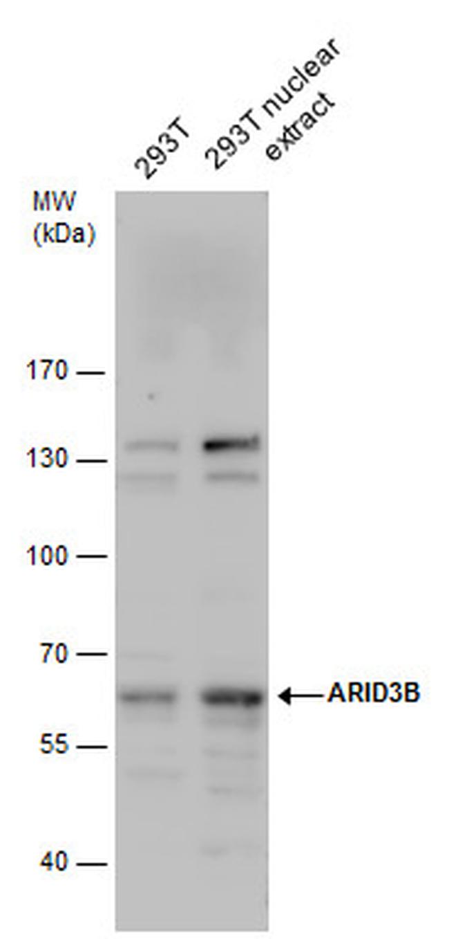 BDP Antibody in Western Blot (WB)