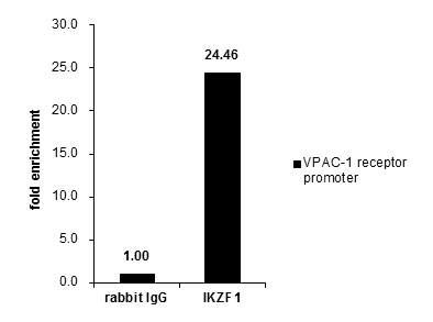 IKAROS Antibody in ChIP Assay (ChIP)