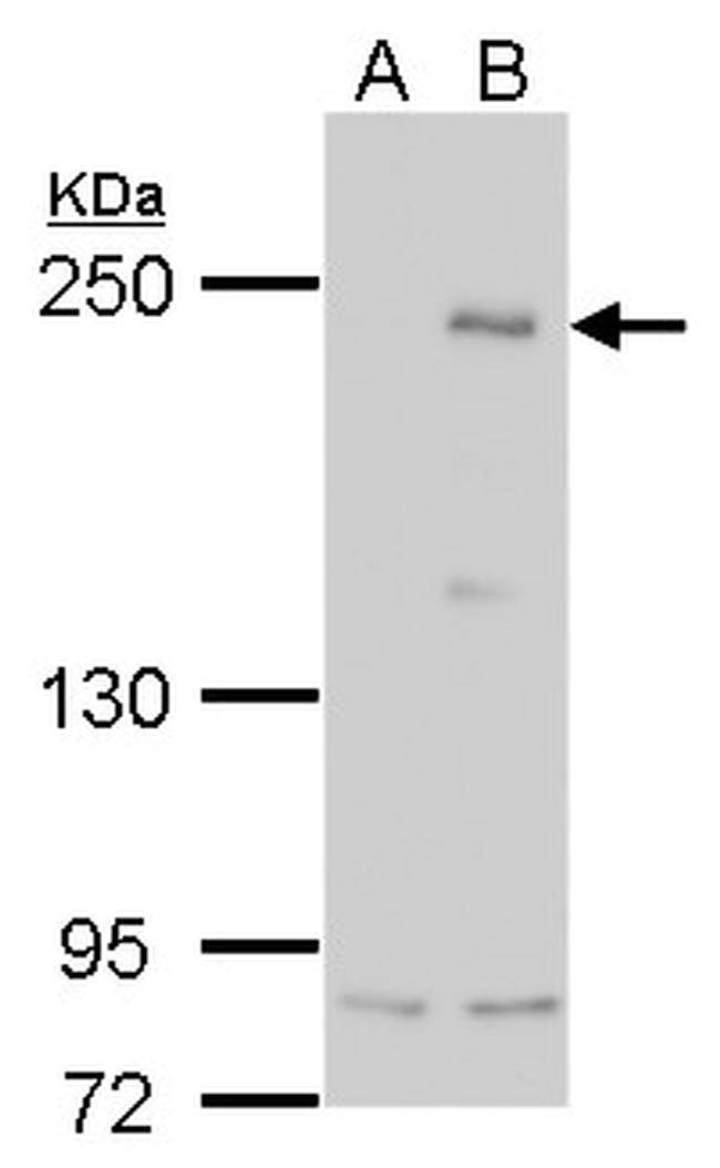 ARID2 Antibody in Western Blot (WB)